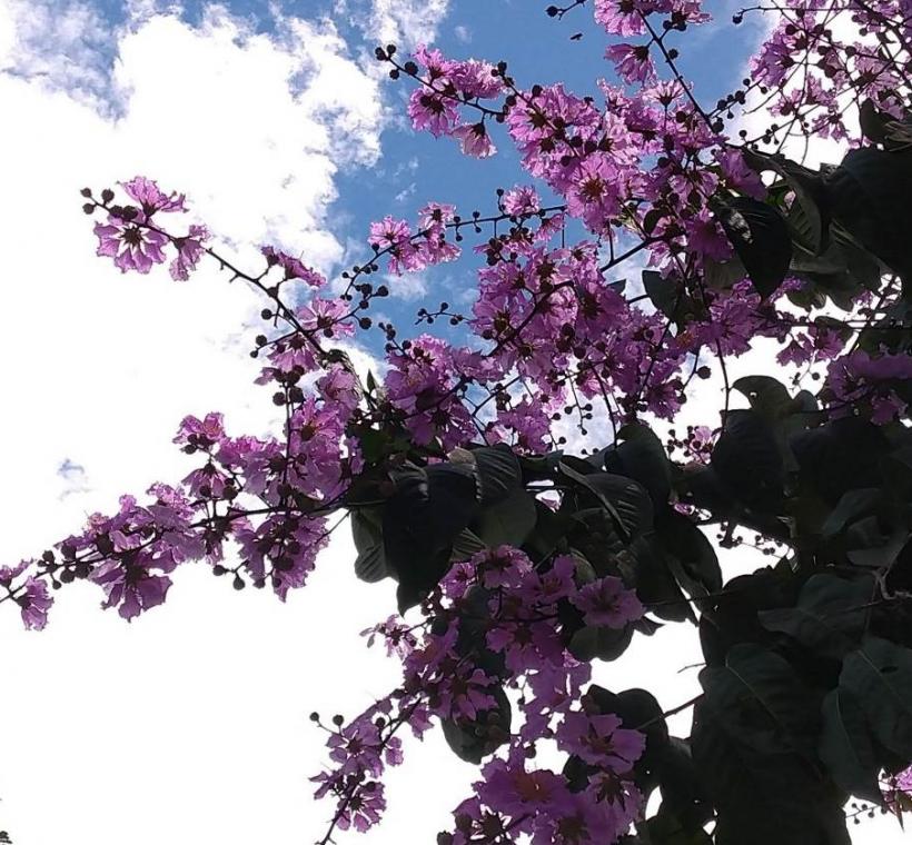 原來炎炎夏日漫步在內湖街頭，也可以觀賞大花紫薇萬種風情