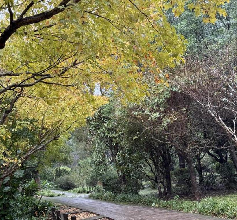 黃金楓悄悄換上秋日色彩