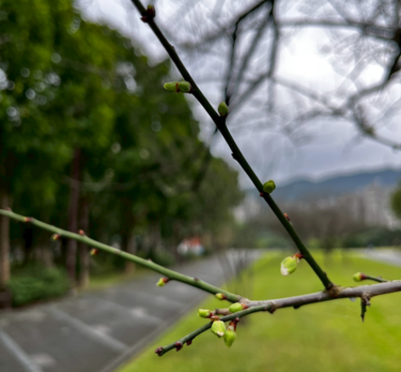 南港公園花影-打破休眠即將綻放之梅花花芽