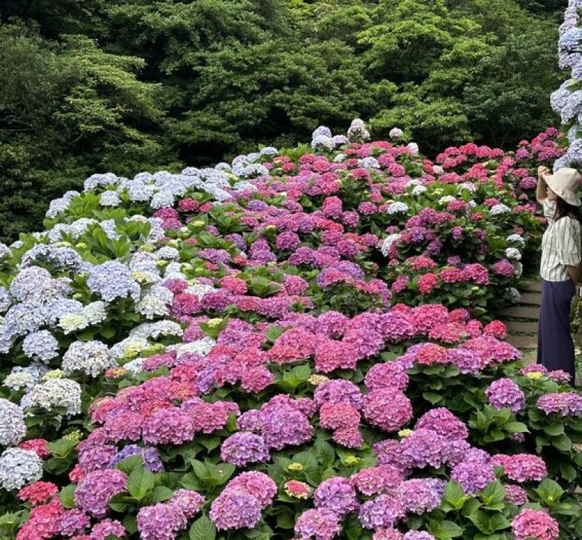 繡球花海美景