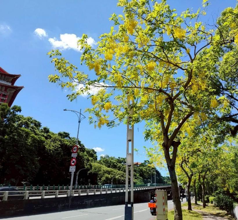 搭配晴朗藍天背景，信手拈來拍照都是美