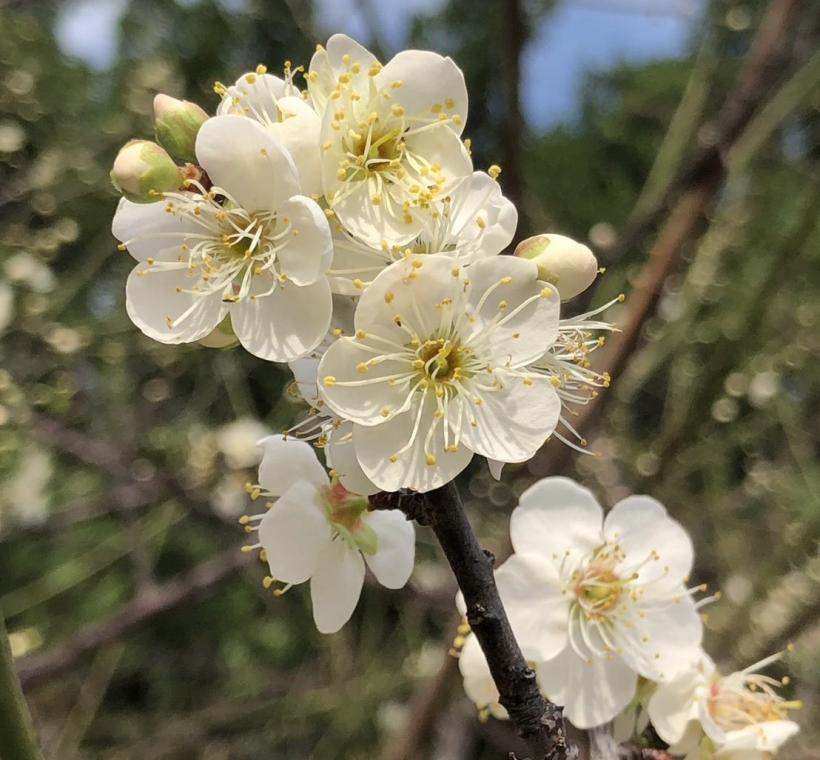 榮星公園梅花