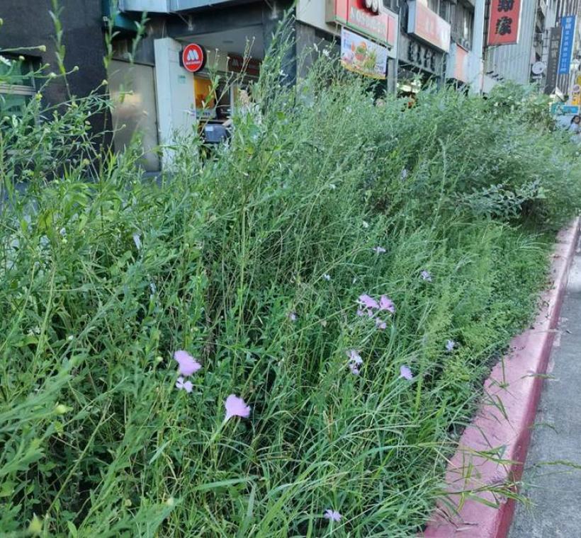 在方寸之間展現野花樸實而細膩的美感