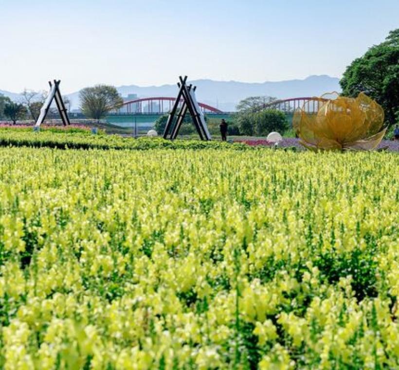 古亭河濱花海 繽紛綻放中