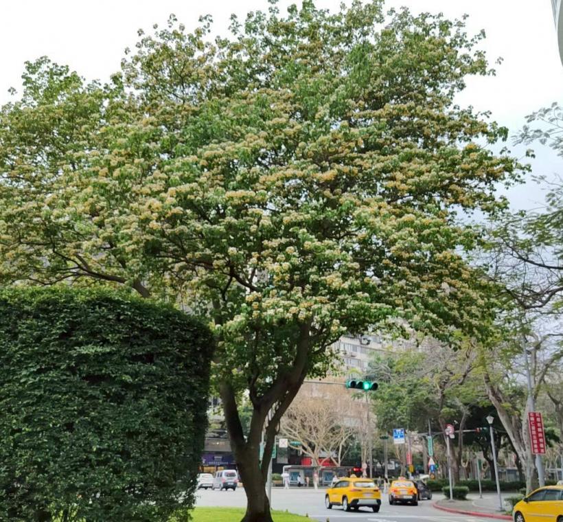 春末仁愛圓環加羅林魚木枝條上滿滿的銀白色花朵繁花簇擁
