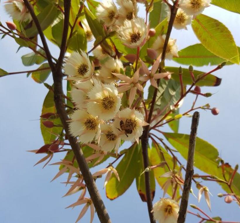 水石榕花叢內可以觀察到蜜蜂穿梭採蜜的畫面。