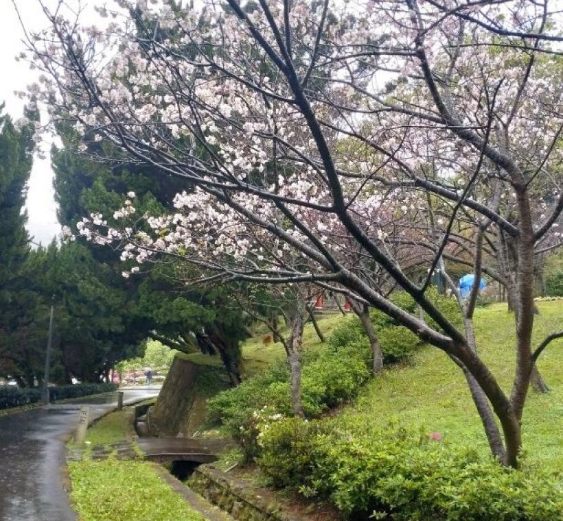 陽明公園遊客中心前吉野櫻-1