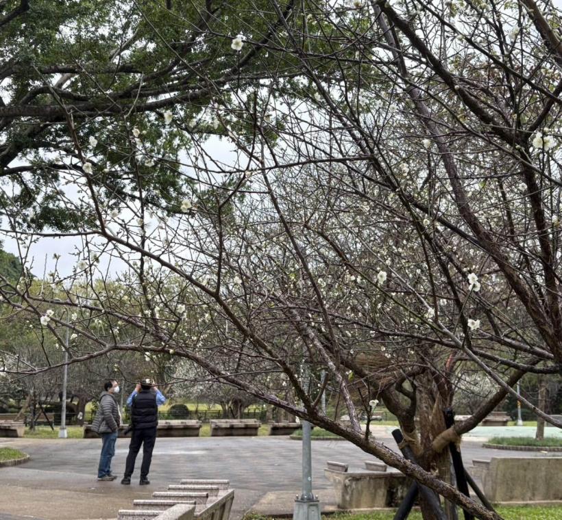 青年公園梅花