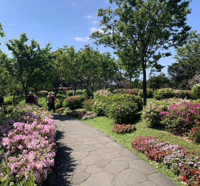 陽明公園杜鵑花景(照片攝於1150311)