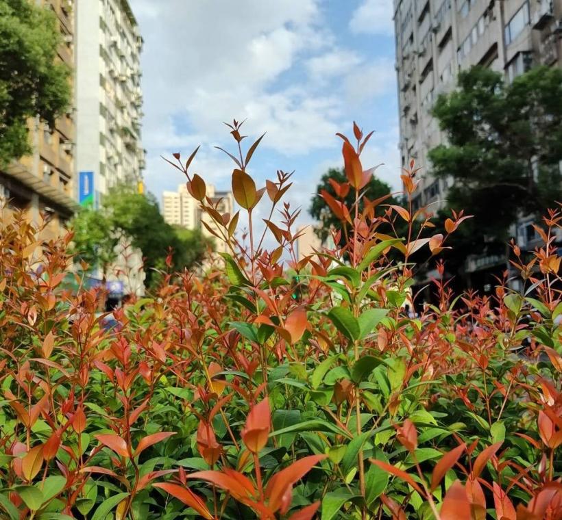 長紅木在適宜的溫暖、日照充足環境下，具有旺盛的萌芽能力，一年中可多次抽出新梢(和平西路)