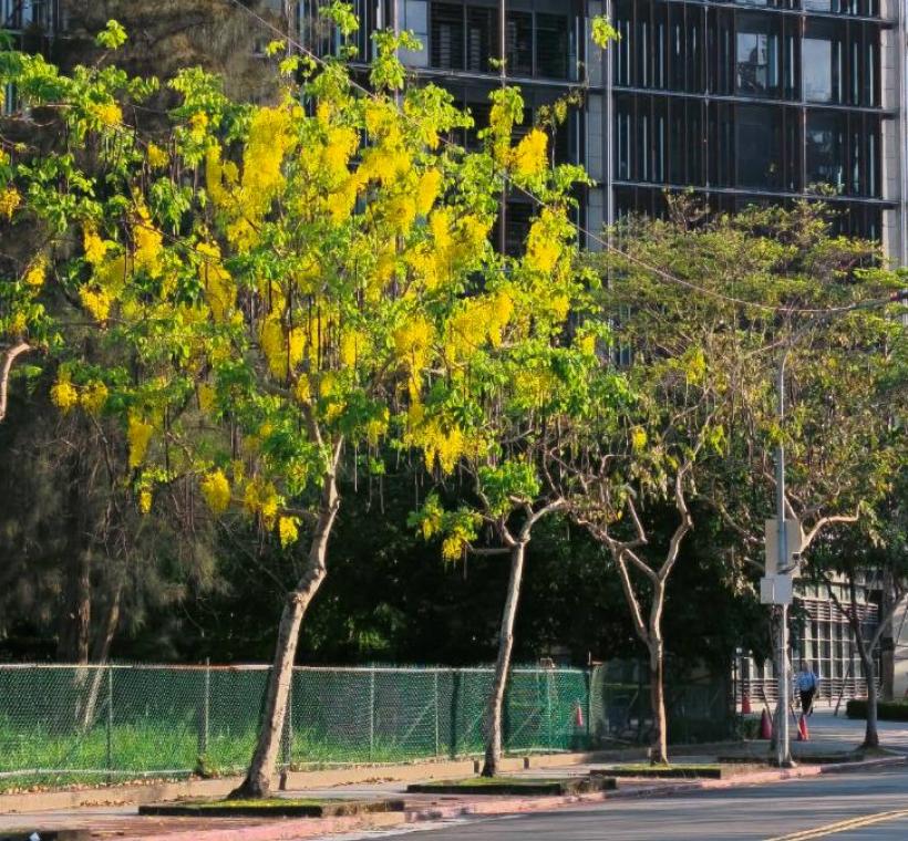 福林路阿勃勒金黃與遍地花影交織而成的夏日風景