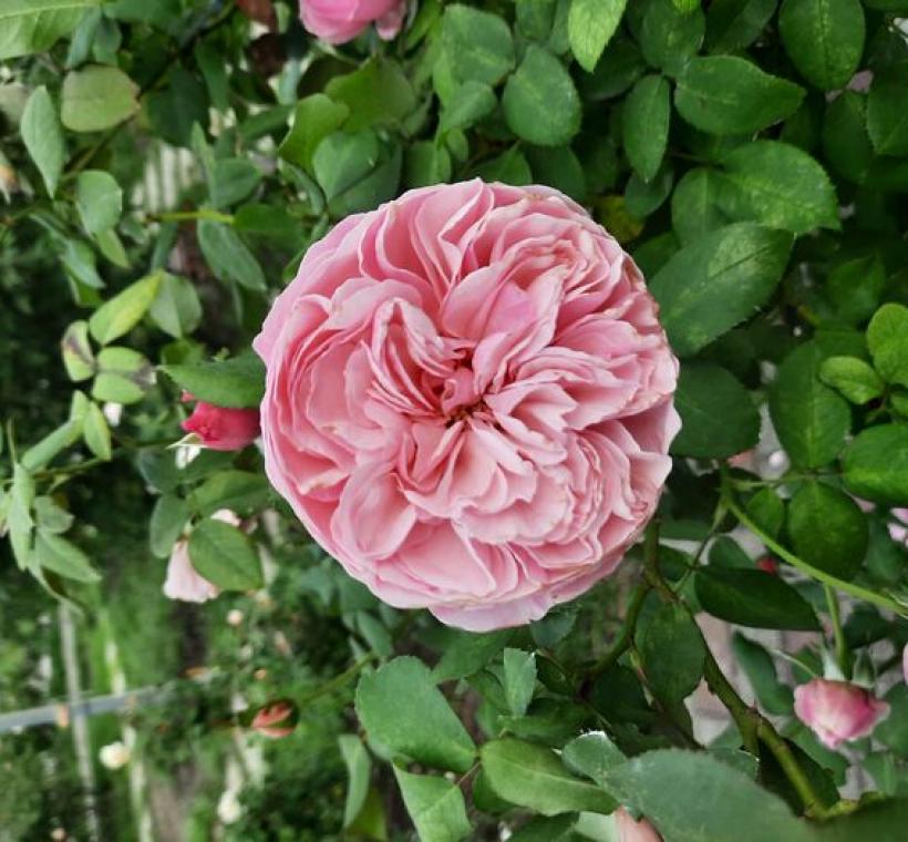 包子花型「凱莉」香味極具辨識度。