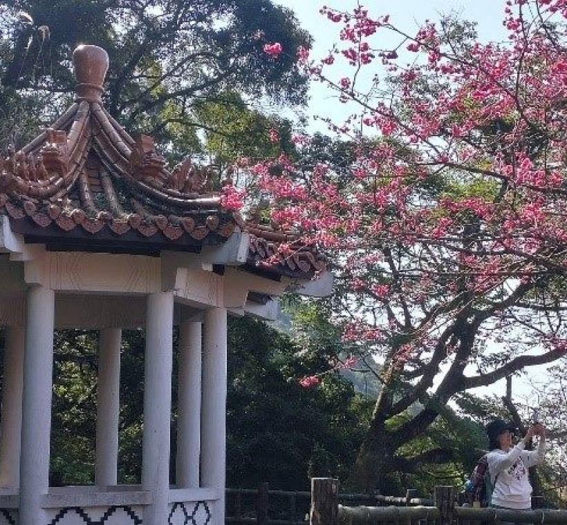 陽明公園櫻花的花況