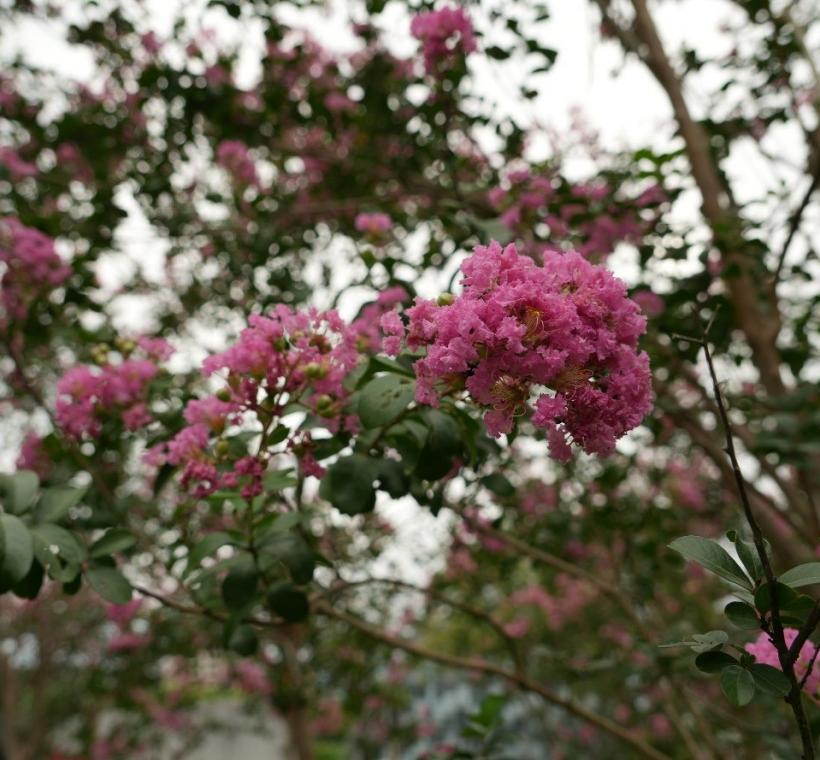頂生圓錐花序，花瓣有6枚，花色紅至紫紅色且花瓣邊緣呈皺曲狀