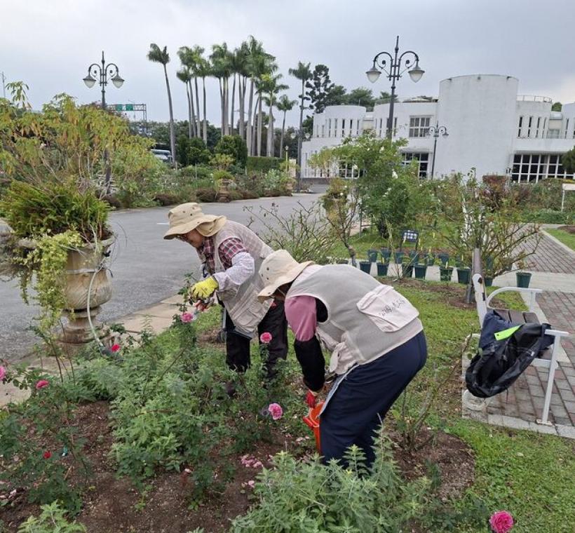 志工修剪枯枝和謝花