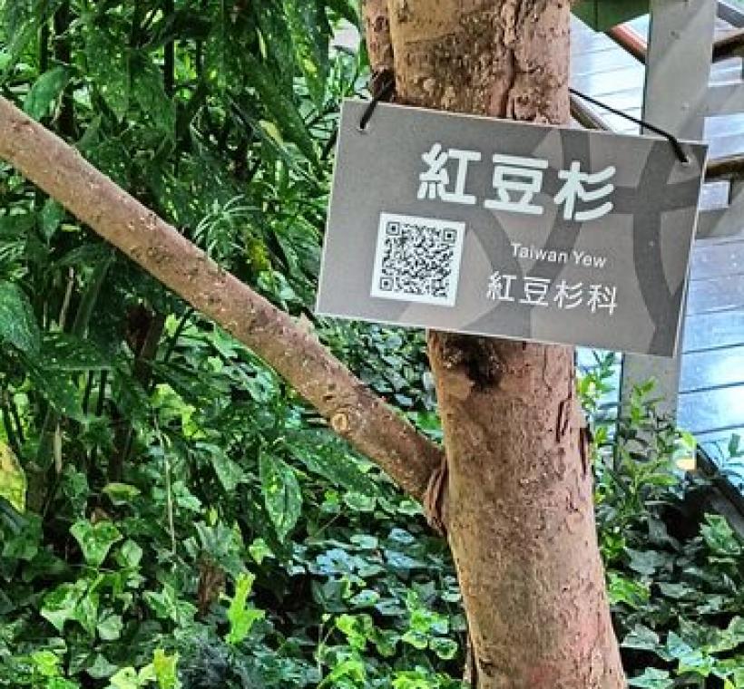 紅豆杉樹幹略扭曲，樹皮紅褐色，不規則片狀剝落。