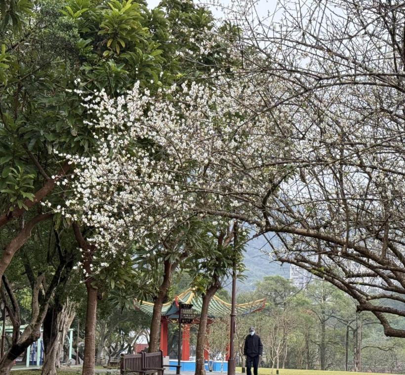 南港公園梅花