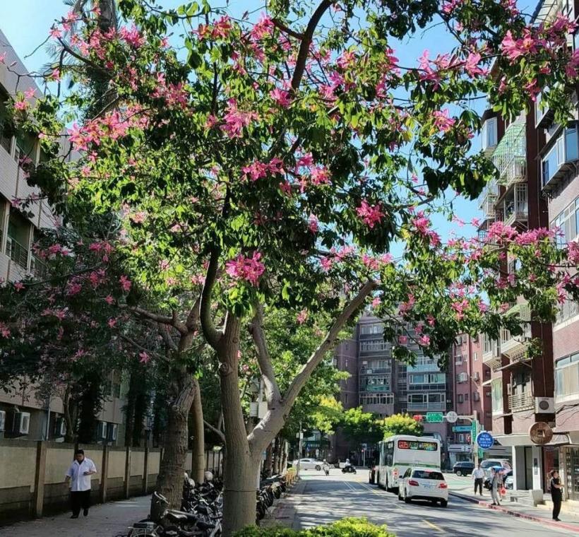 秋意漸濃，臺北街頭卻迎來一場美人樹繽紛的秋日花景(忠義街)
