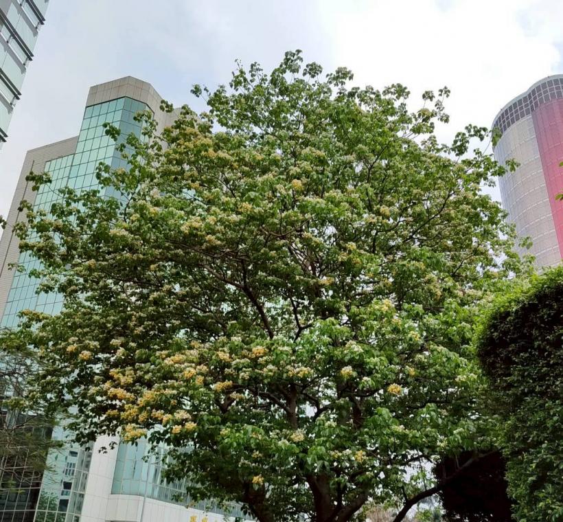 春末仁愛圓環加羅林魚木枝條上滿滿的銀白色花朵繁花簇擁