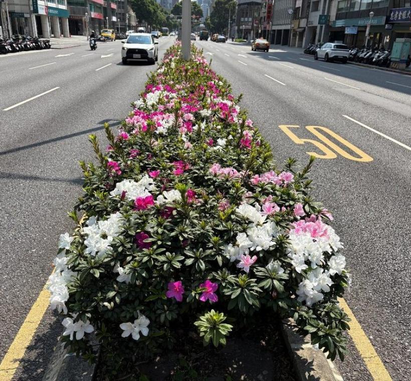 忠孝東路上成片的杜鵑花在春風中搖曳生姿，為北市街頭注入滿滿活力