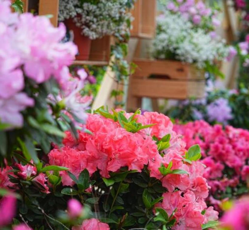 大安森林公園「拾花號」花屋內有各種不同花色風貌的杜鵑等你來探索