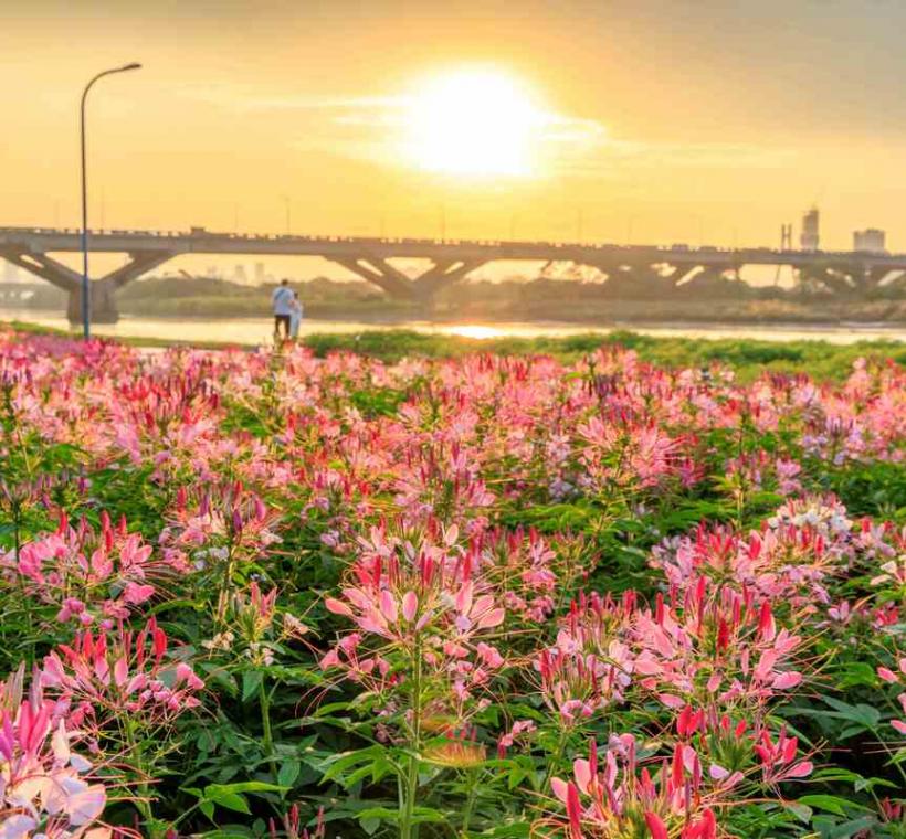 延平河濱花海 近萬盆醉蝶花作為花海主設計