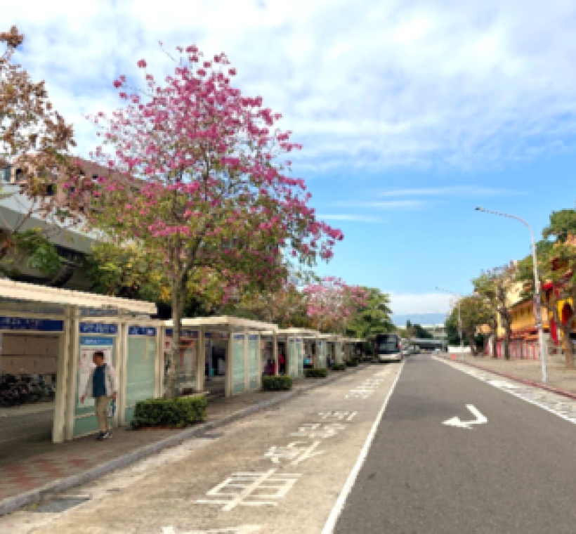 玉門街洋紅風鈴木盛開