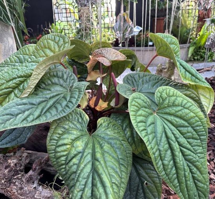葉子碩大及皺褶的「奢華火鶴雜交種」