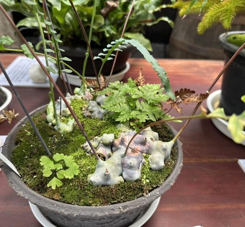 「藍蟻蕨」擁有藍綠至銀灰色塊莖與宛如異星生物的外型，並有與螞蟻共生的特性