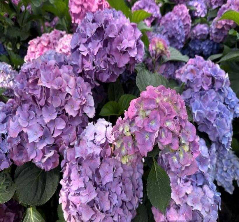 大安森林公園杜鵑花心心繡球花-藍繡