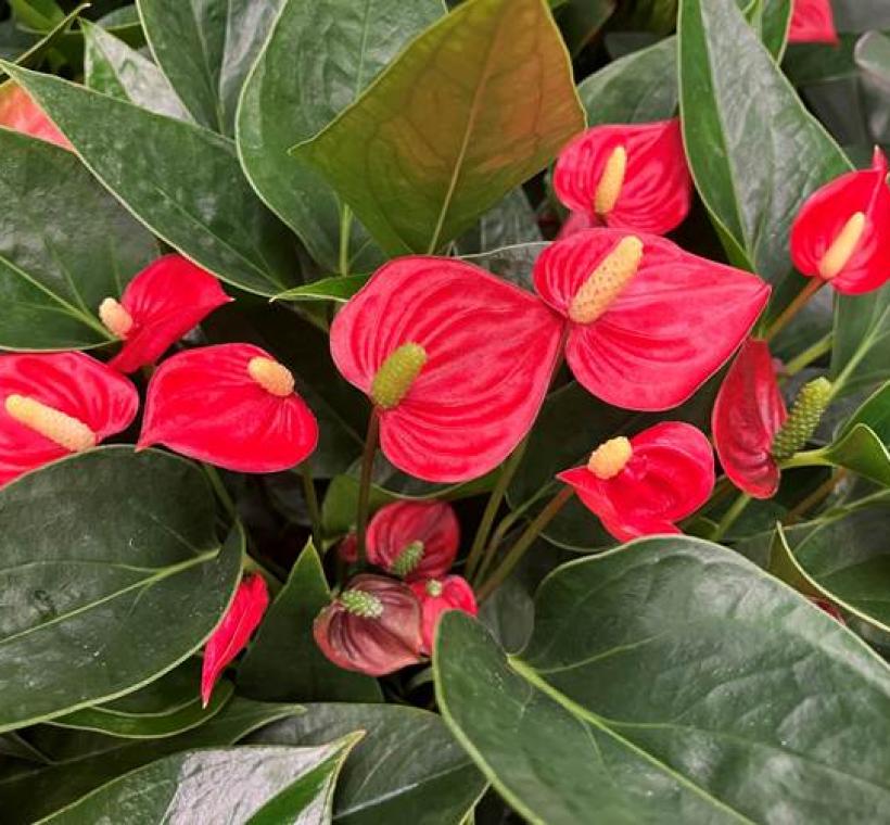 玲瓏可愛的百萬小星火鶴花，花開朵朵