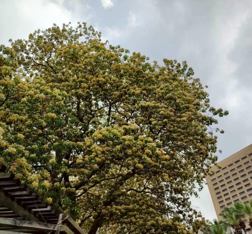 春末溫州街加羅林魚木枝條上滿滿的銀白色花朵繁花簇擁