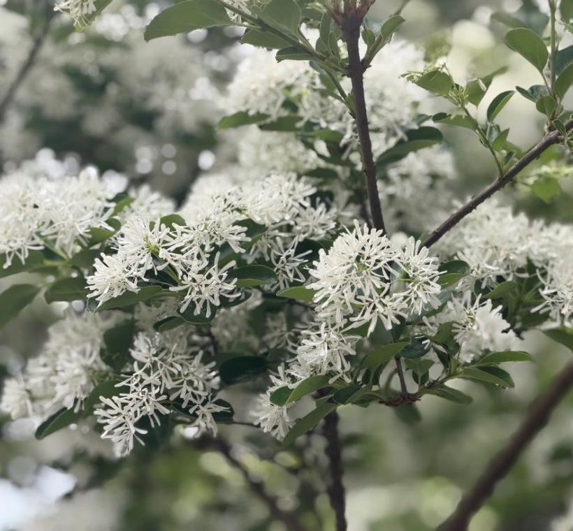 細長潔白的流蘇花辦猶如古代仕女服飾上的流蘇點綴般婉約，綠葉與白花相襯，展現出清新脫俗的生命力