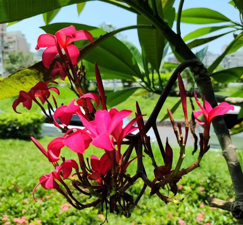 雞蛋花紅花品種則如晚霞般熱情絢麗，花朵綻放枝頭、清香隨風飄散，吸引不少民眾駐足欣賞、拍照留念