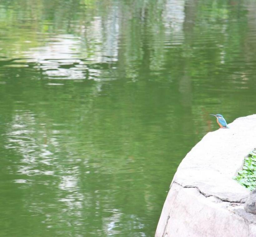 偶爾也會有神秘嘉賓加入生態 像是嬌小但吸睛的翠鳥