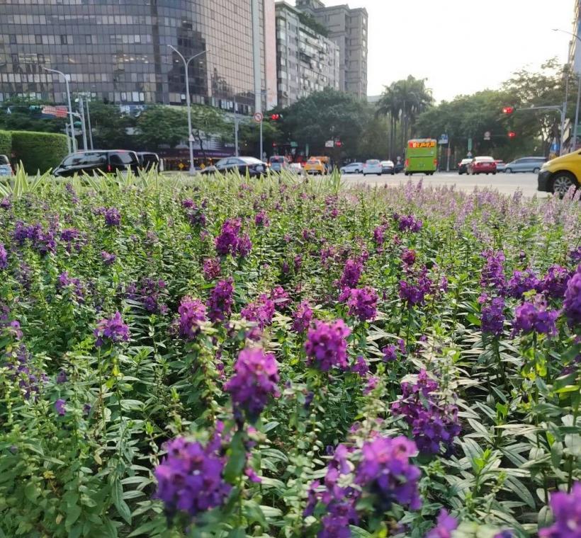 造景兩側，紫、粉、白3色天使花也正值盛花期，花朵隨風搖曳，如同彩帶般在綠意間飛舞