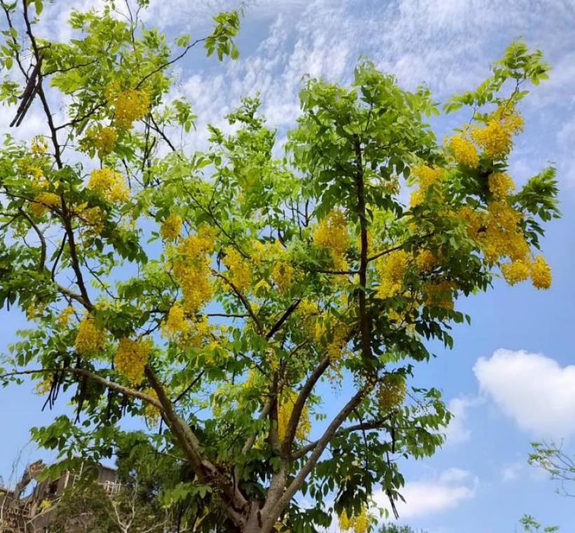 長興街阿勃勒金黃與遍地花影交織而成的夏日風景