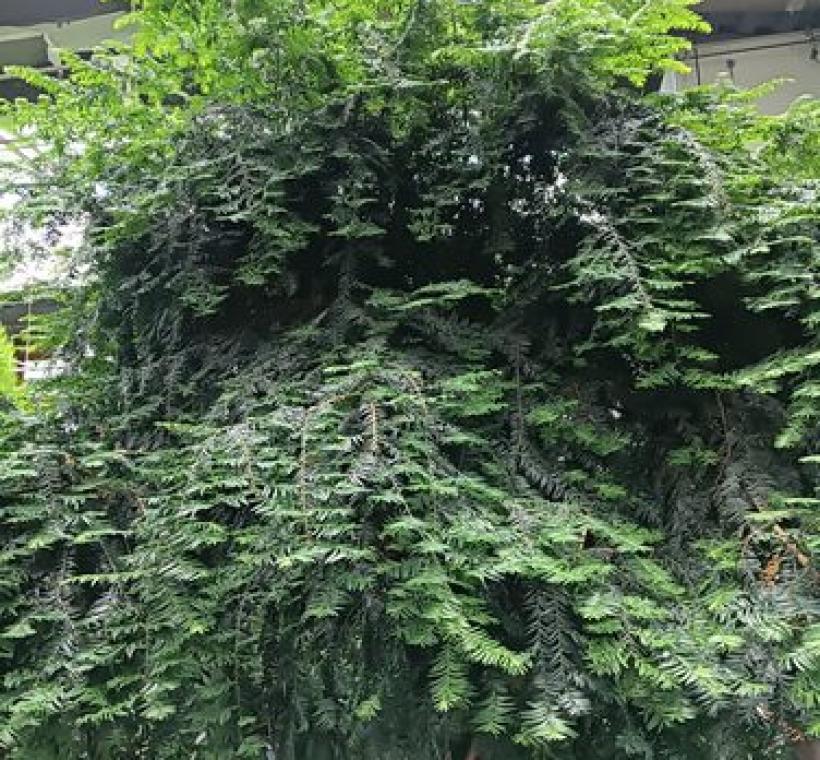 紅豆杉有藥用、雕刻、觀賞等利用價值，遭受嚴重盜採，因此被農委會列入瀕臨絕種(Endangered Species)植物名單中。