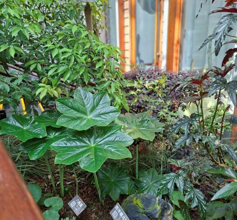 八角蓮位於溫帶植物區。