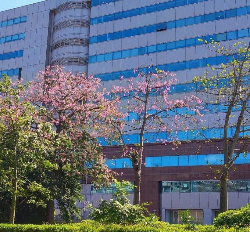 市民大道5段美人樹2周內也會迎來盛花期