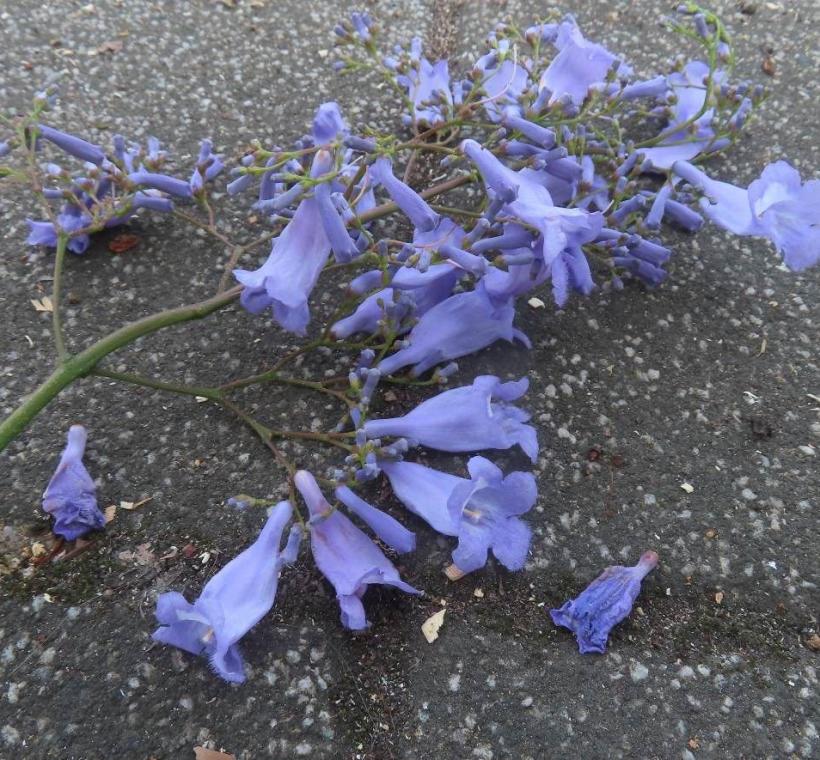 天母浪漫亭步道上被風吹落的藍花楹聚繖花序。