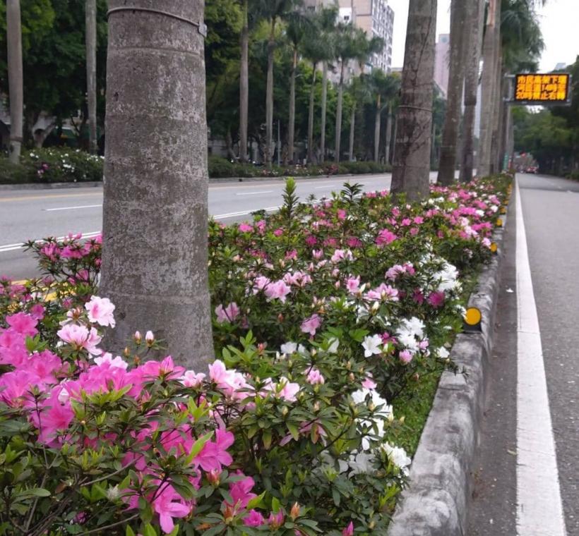仁愛路上成片的杜鵑花在春風中搖曳生姿，為北市街頭注入滿滿活力