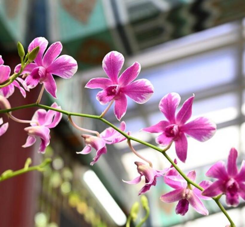花序如瀑，綿延而下，視覺震撼的「粉花瀑布」秋石斛