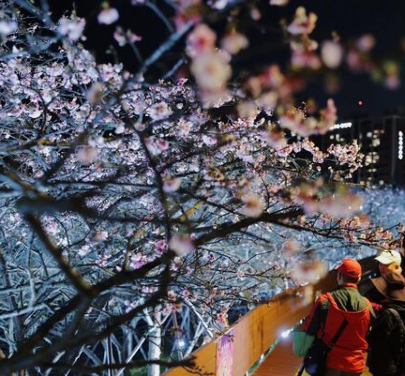 樂活夜櫻季無論白天或夜晚都能感受櫻花的浪漫風情