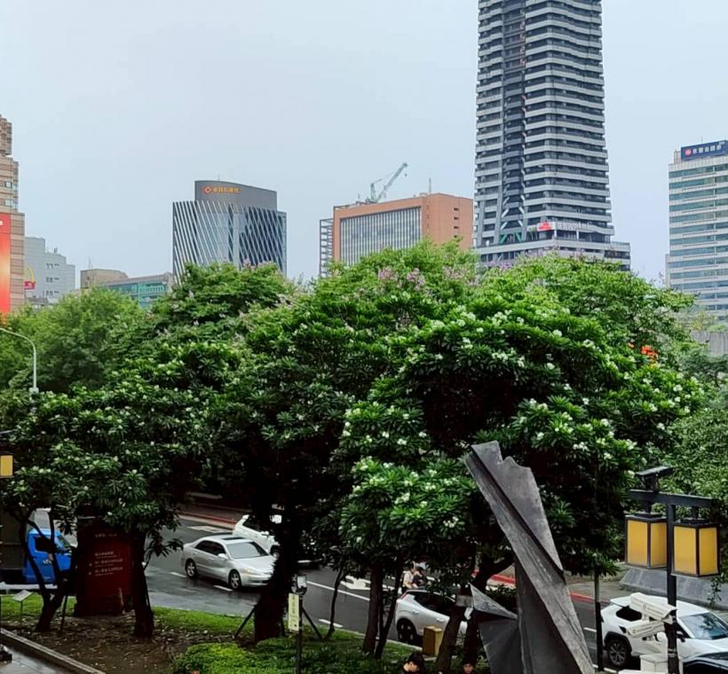 臺北車站北側臨市民大道一段綠帶的海檬果已進入盛花期