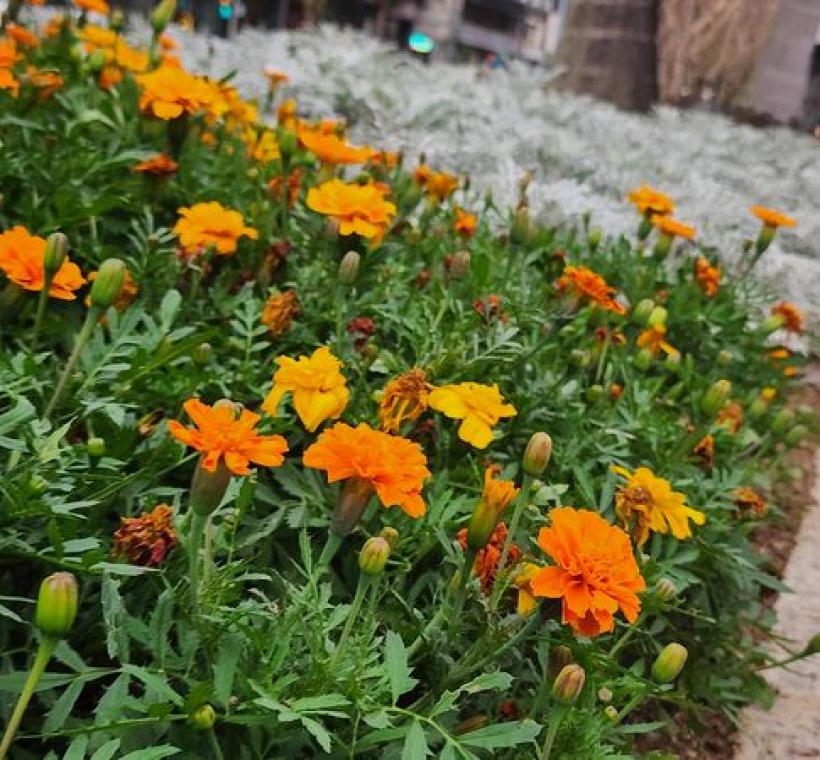 暖色系的孔雀草與銀白色的銀葉菊相互輝映，展現景觀層次