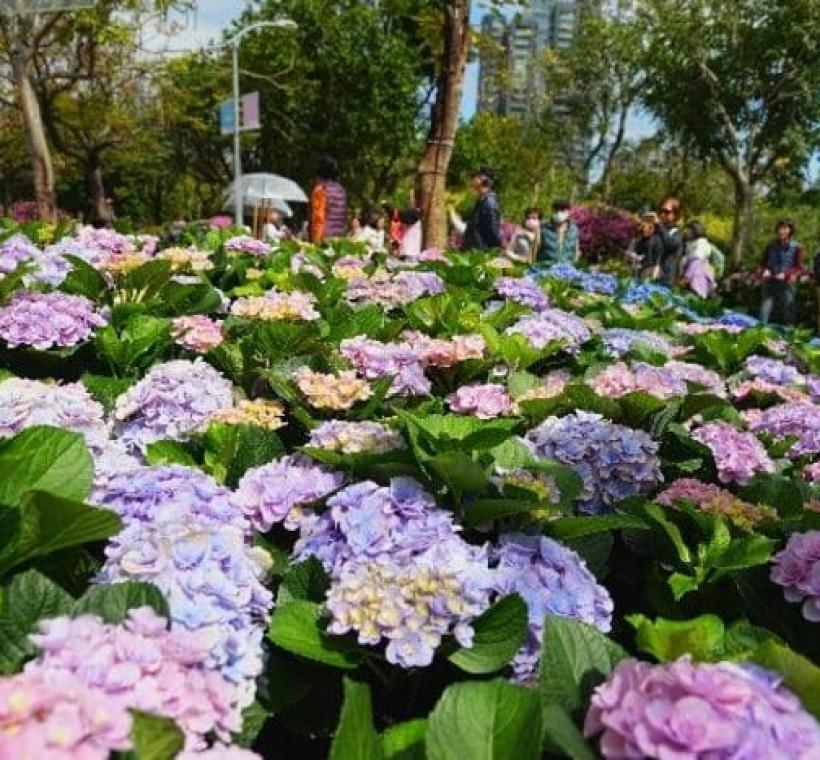 每年詢問度最高的杜鵑花心心展區也會繼續綻放到4月15日唷