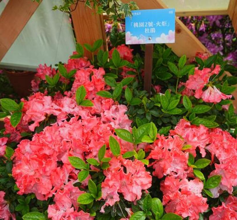 大安森林公園「拾花號」花屋內的桃園2號杜鵑鮭魚紅色相當吸睛