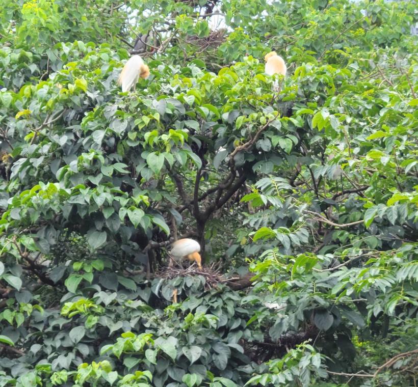 大安森林公園大生態池是臺北市中心難得的賞鳥據點