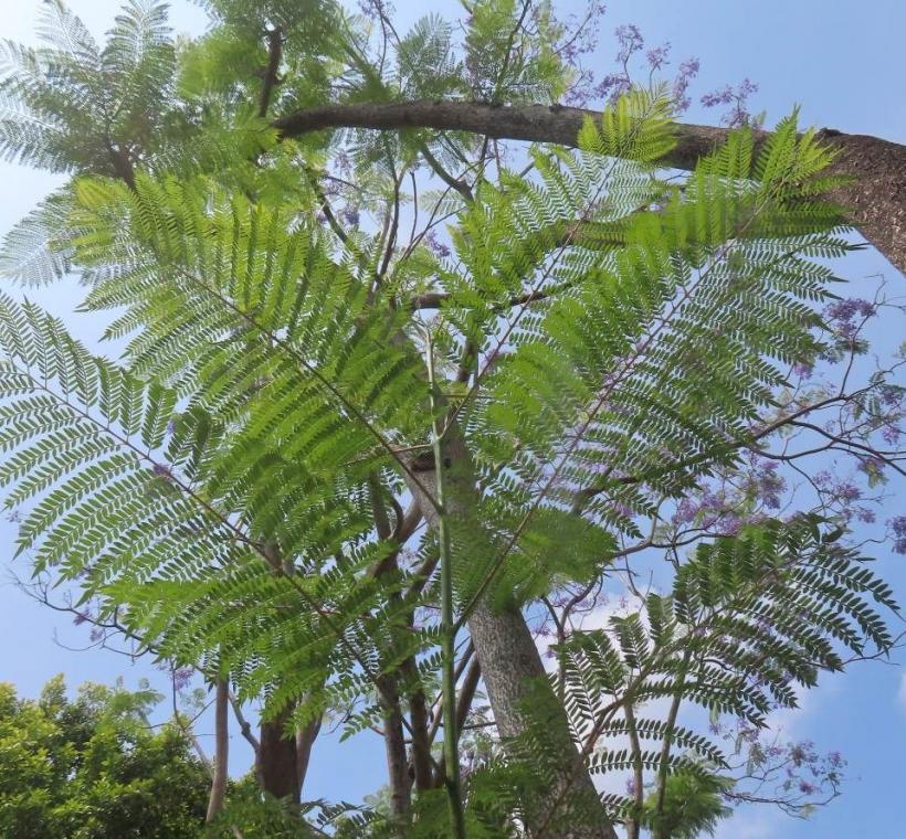 藍花楹的羽狀複葉宛如藍孔雀尾羽。